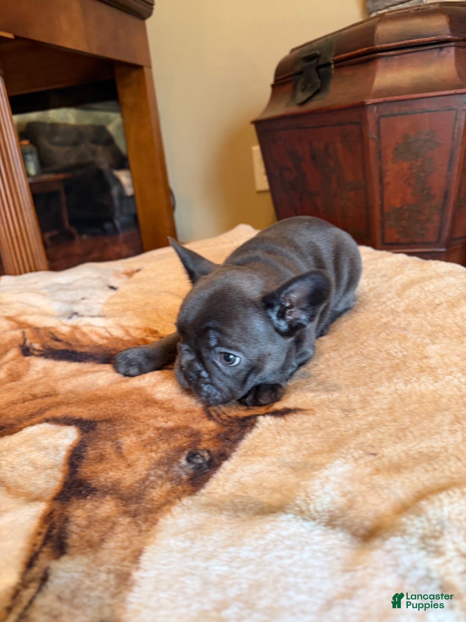 French Bulldog dogs Geno - Ad 1