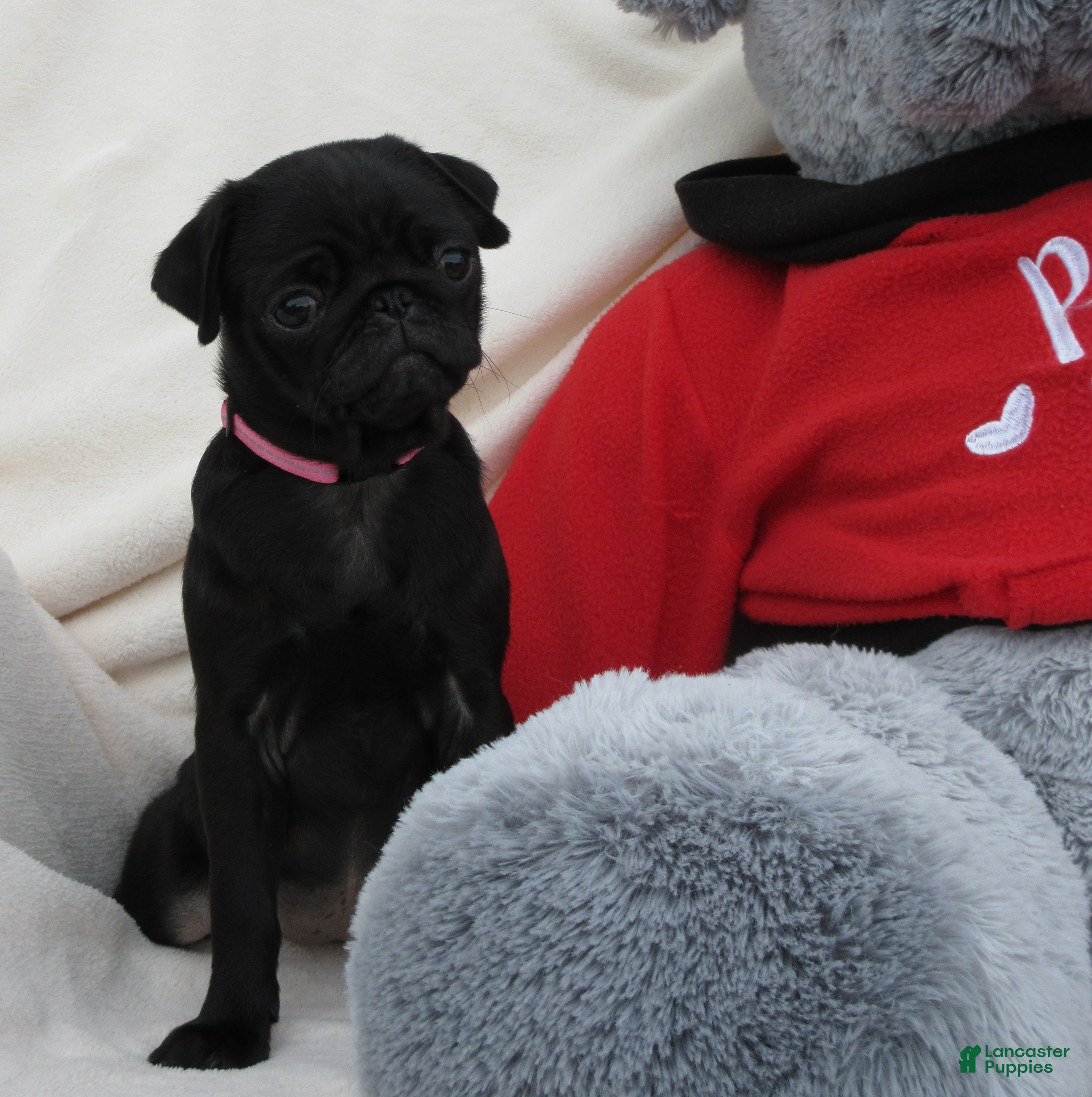 Pug dogs Lexie - Ad 1