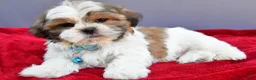 Shih Tzu dogs for sale: Skipper - Ad 6