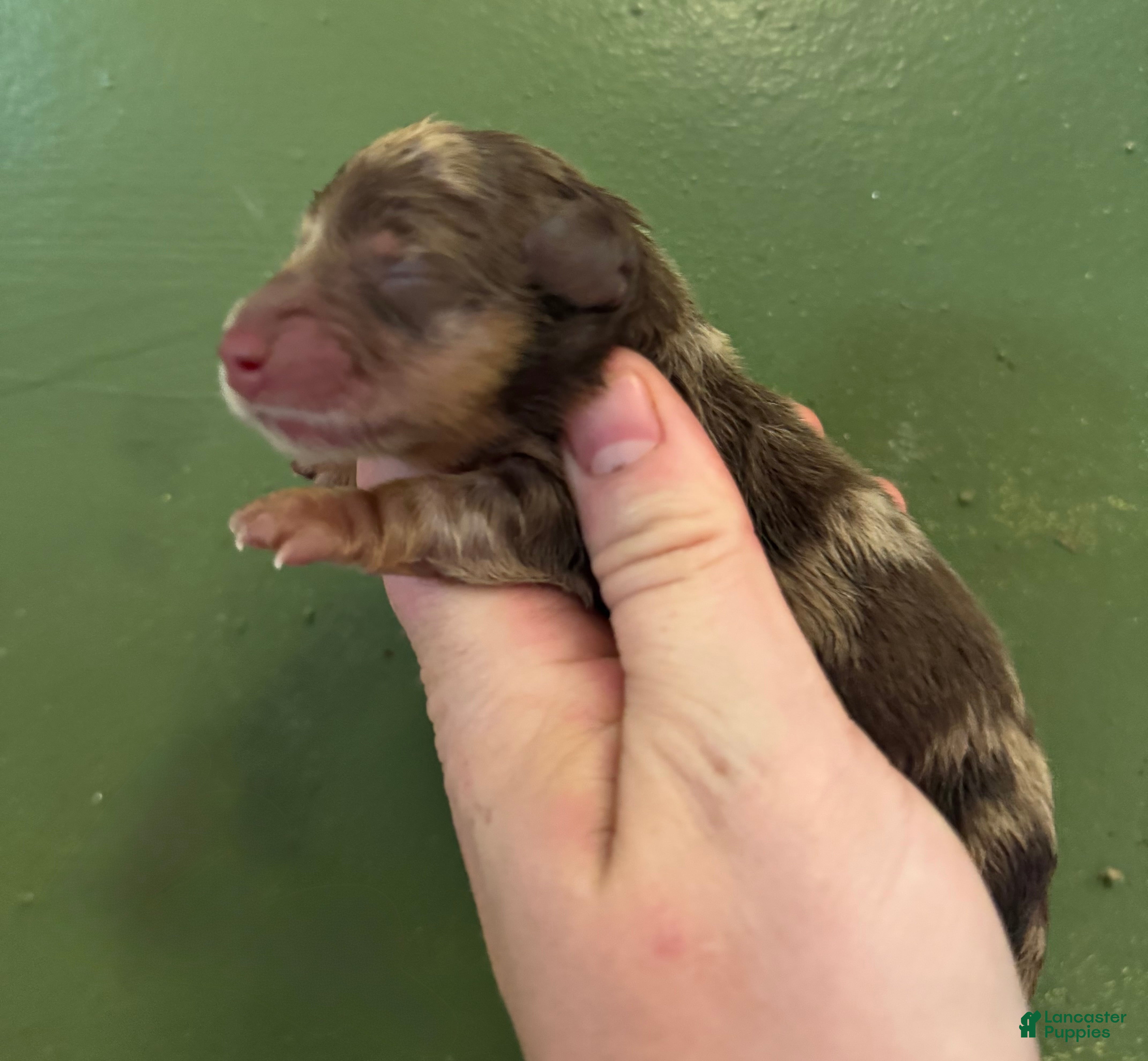 Miniature Dachshund dogs AKC ch Russian f - Ad 15