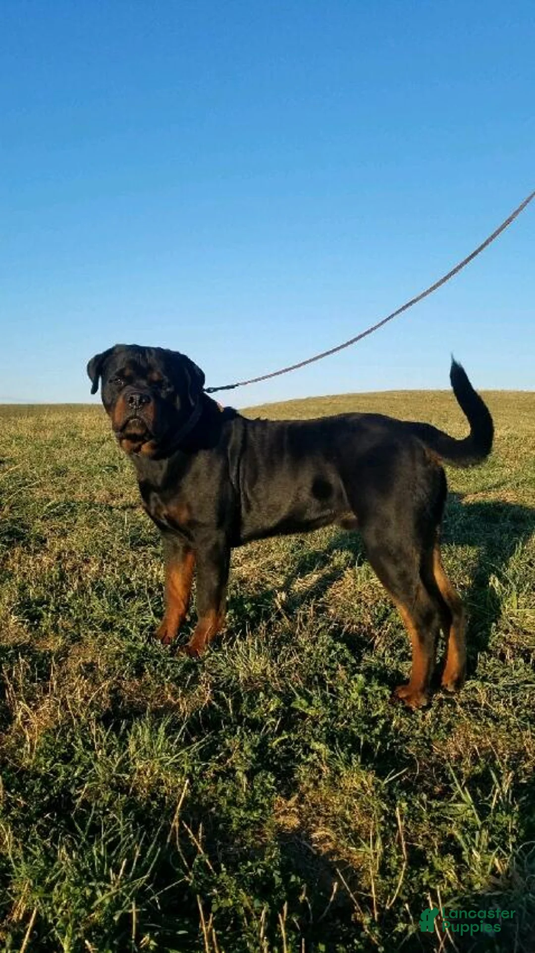 Rottweiler dogs for sale: Willson  - Ad 7