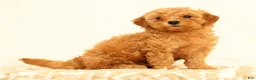 Mini Goldendoodle dogs for sale: Lance - Ad 3