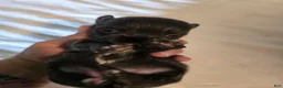 Chihuahua dogs for sale: Jillian - Ad 9
