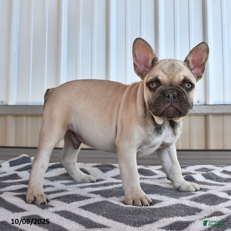 French Bulldog Puppies for sale in New York Lancaster Puppies