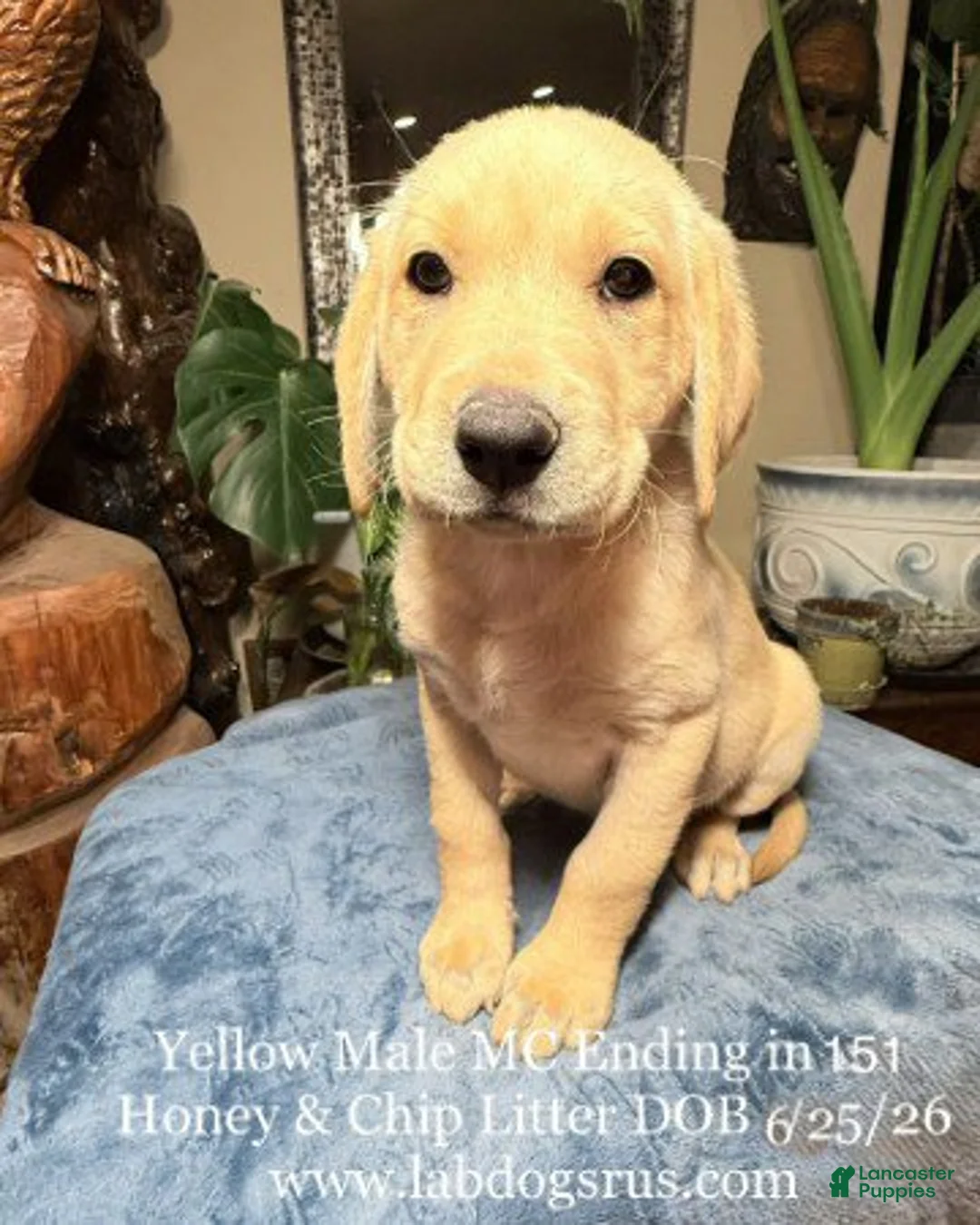 Labrador Retriever dogs for sale: Boy 1 - Ad 1