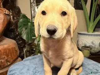 Labrador Retriever dogs Boy 1 - Ad 11