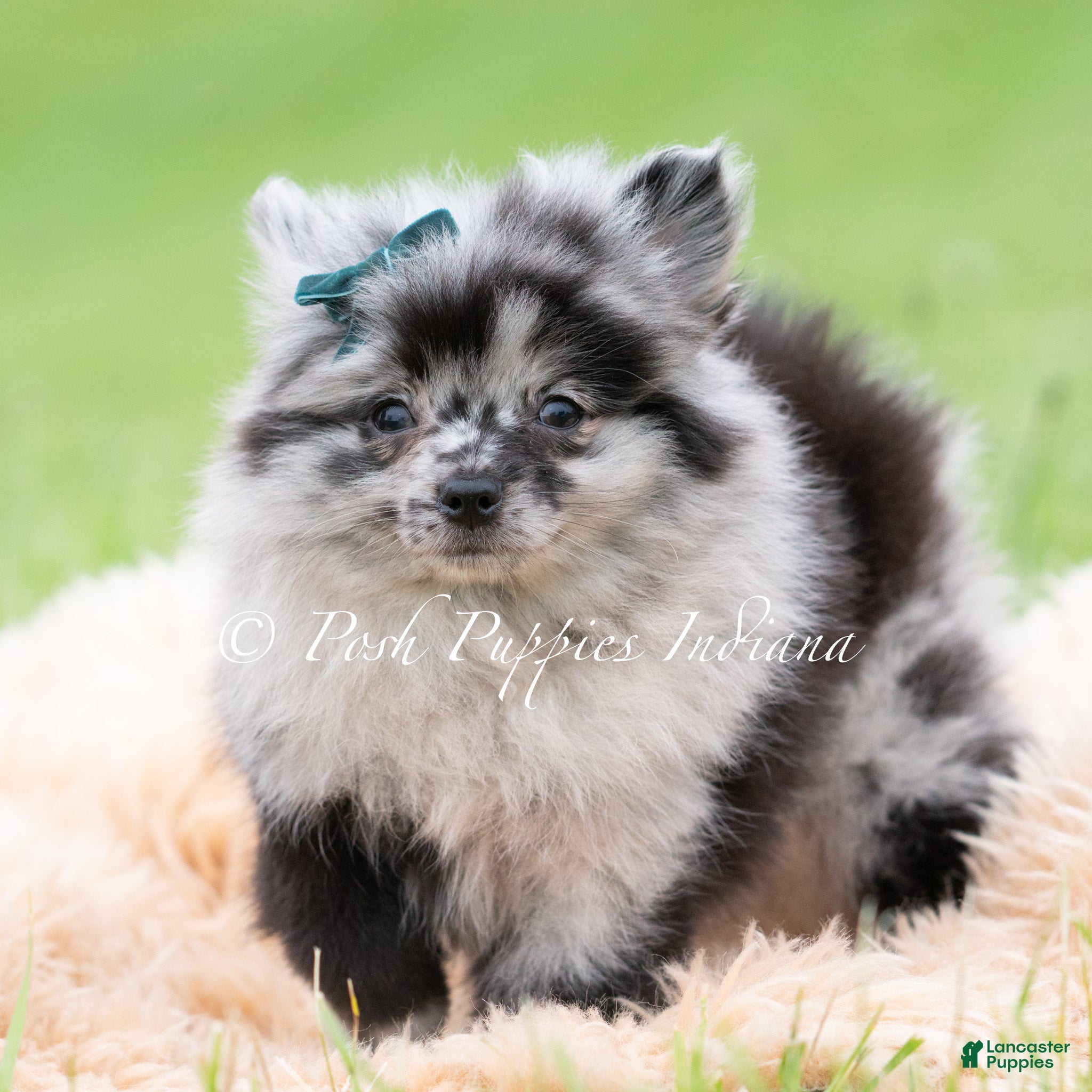 Pomeranian dogs for sale: Crockett AKC - Ad 3