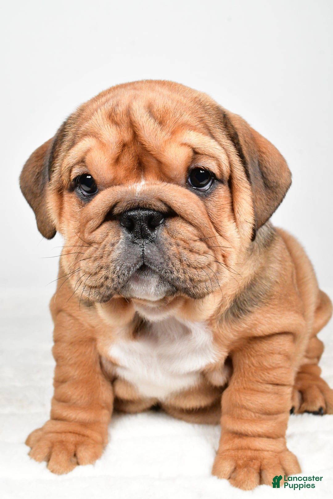 English Bulldog dogs for sale: Tiffany - Ad 6