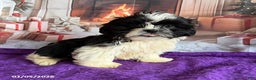 Shih Tzu dogs for sale: Peanut  - Ad 4