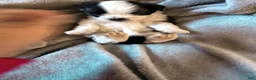 Maltipoo dogs for sale: Maltipoo 1 - Ad 6