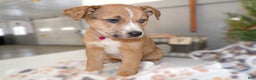 Mixed Breed dogs for sale: Mixed Breed Puppy 9 - Ad 2