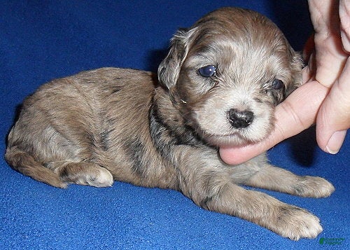 Shihpoo dogs Muffin - Ad 2