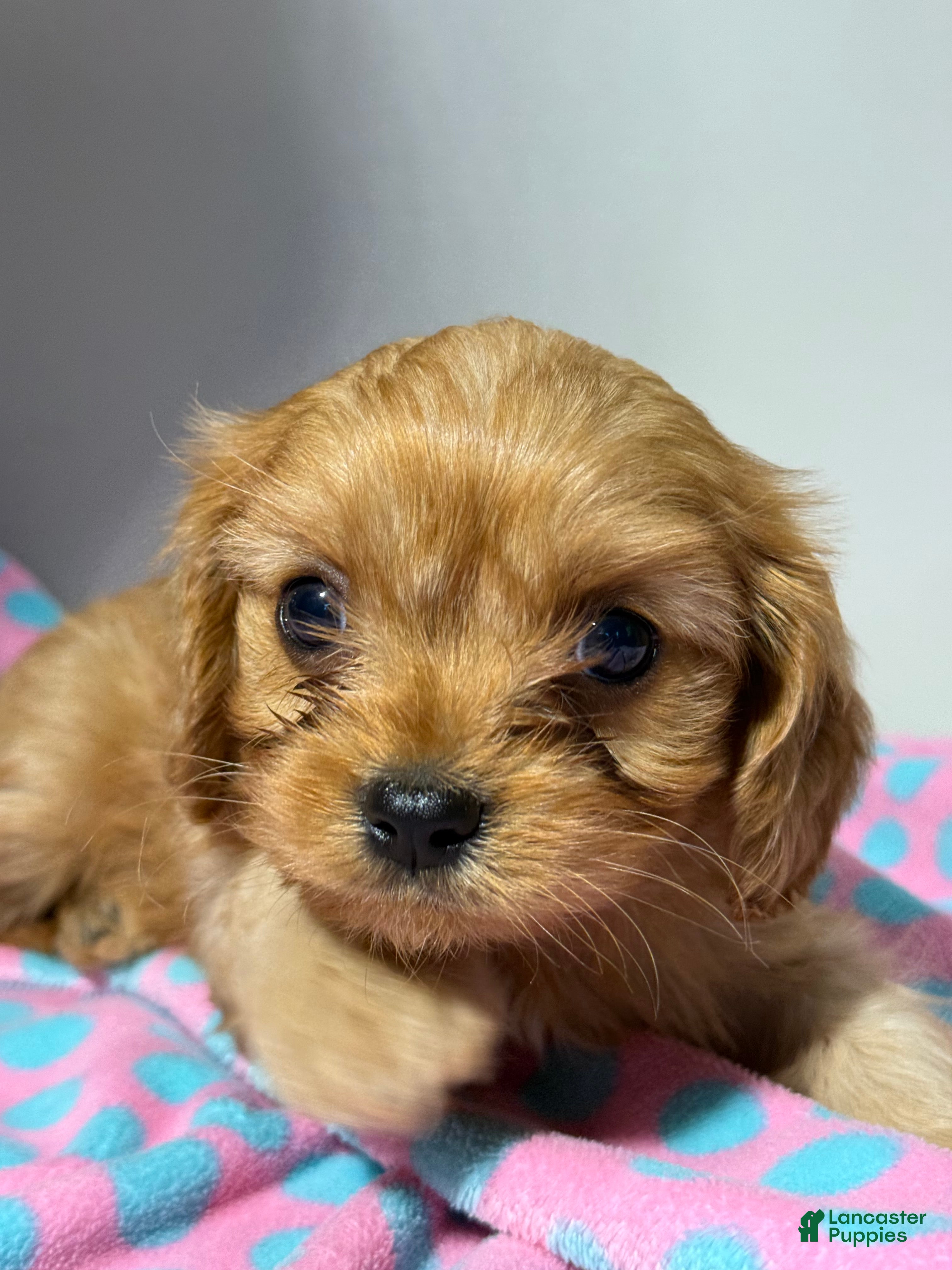 Cavapoo dogs Bubbles Cavapoo  - Ad 1