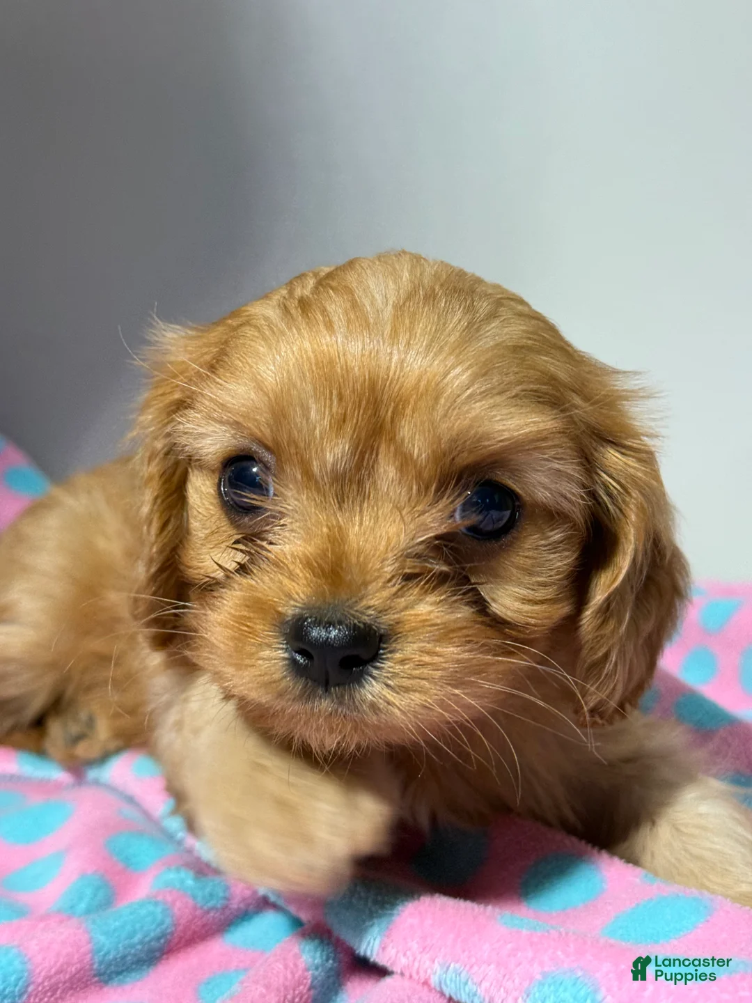 Cavapoo dogs for sale: Bubbles Cavapoo  - Ad 1