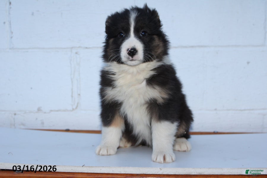 Australian Shepherd dogs Riley - Ad 2