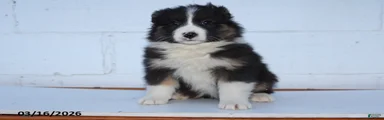 Riley