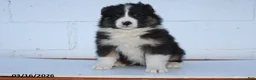 Australian Shepherd dogs for sale: Riley - Ad 2