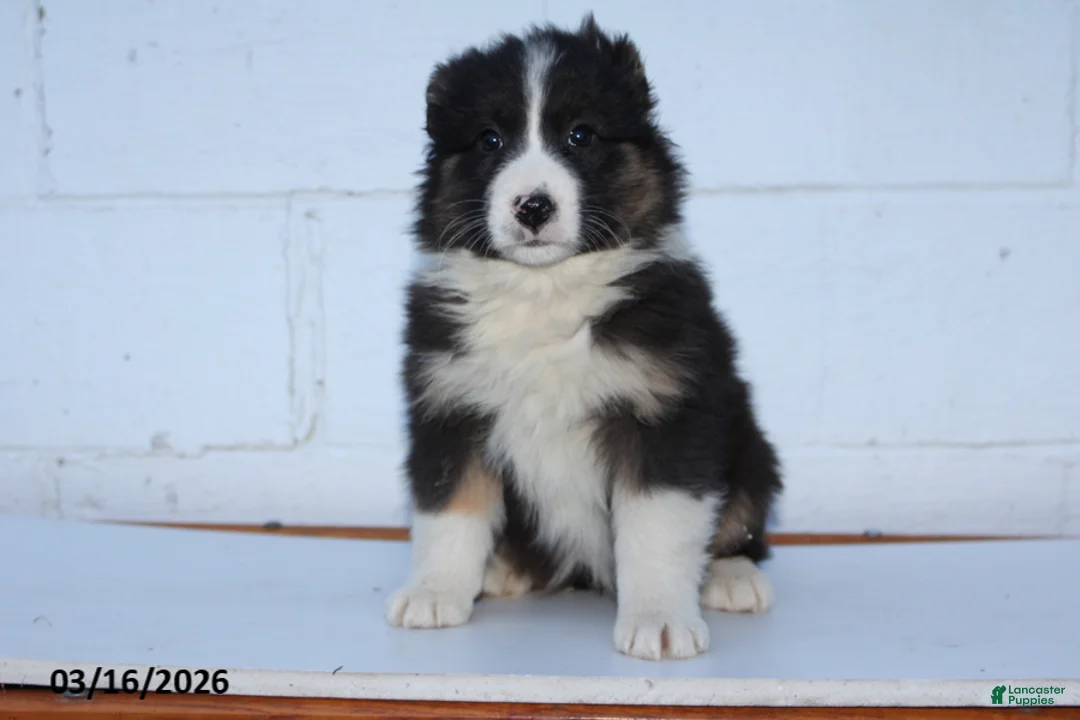 Australian Shepherd dogs for sale: Riley - Ad 2