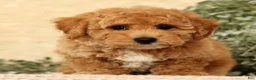 Bichpoo dogs for sale: Yoda - Ad 3