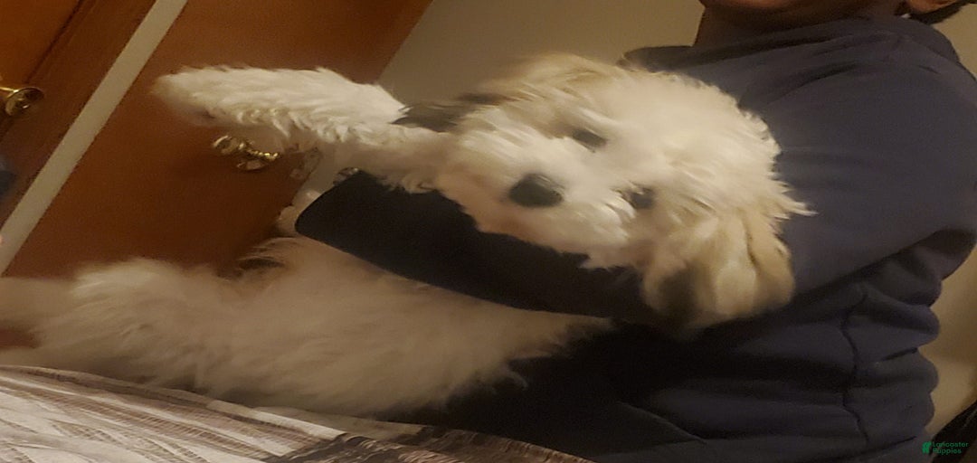 Gallery Image {{count}}