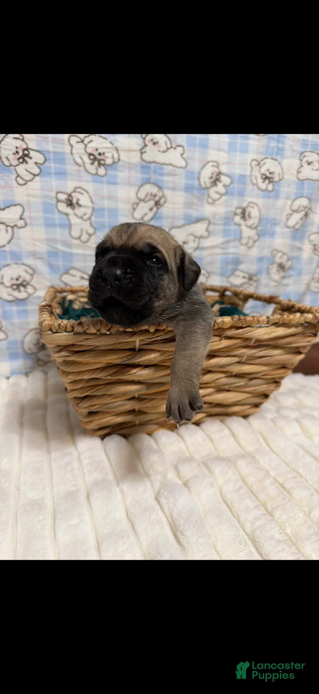 Cane Corso dogs for sale: Tina -grey collar  - Ad 2