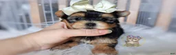 Morkie dogs for sale: Korean Tala - Ad 3