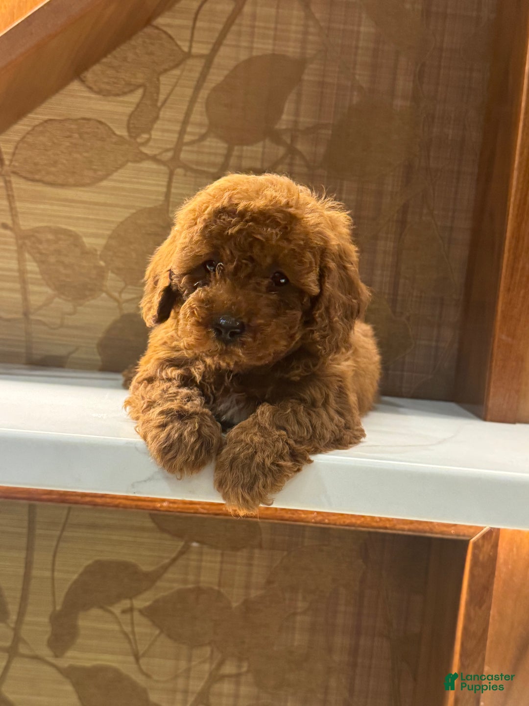Toy Poodle dogs for sale: Mocha  - Ad 9