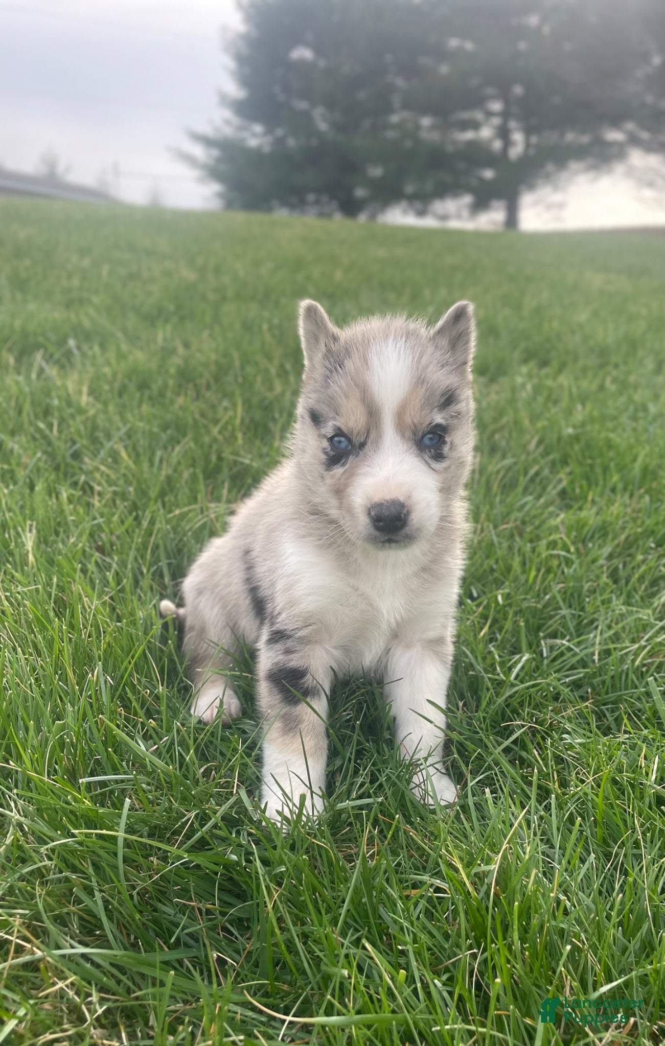 Gerberian Shepsky dogs Chief - Ad 2