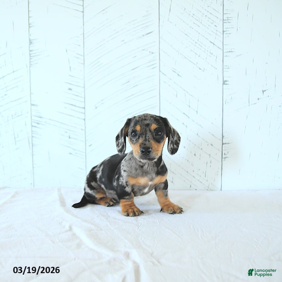 Miniature Dachshund dogs Izaak - Ad 1