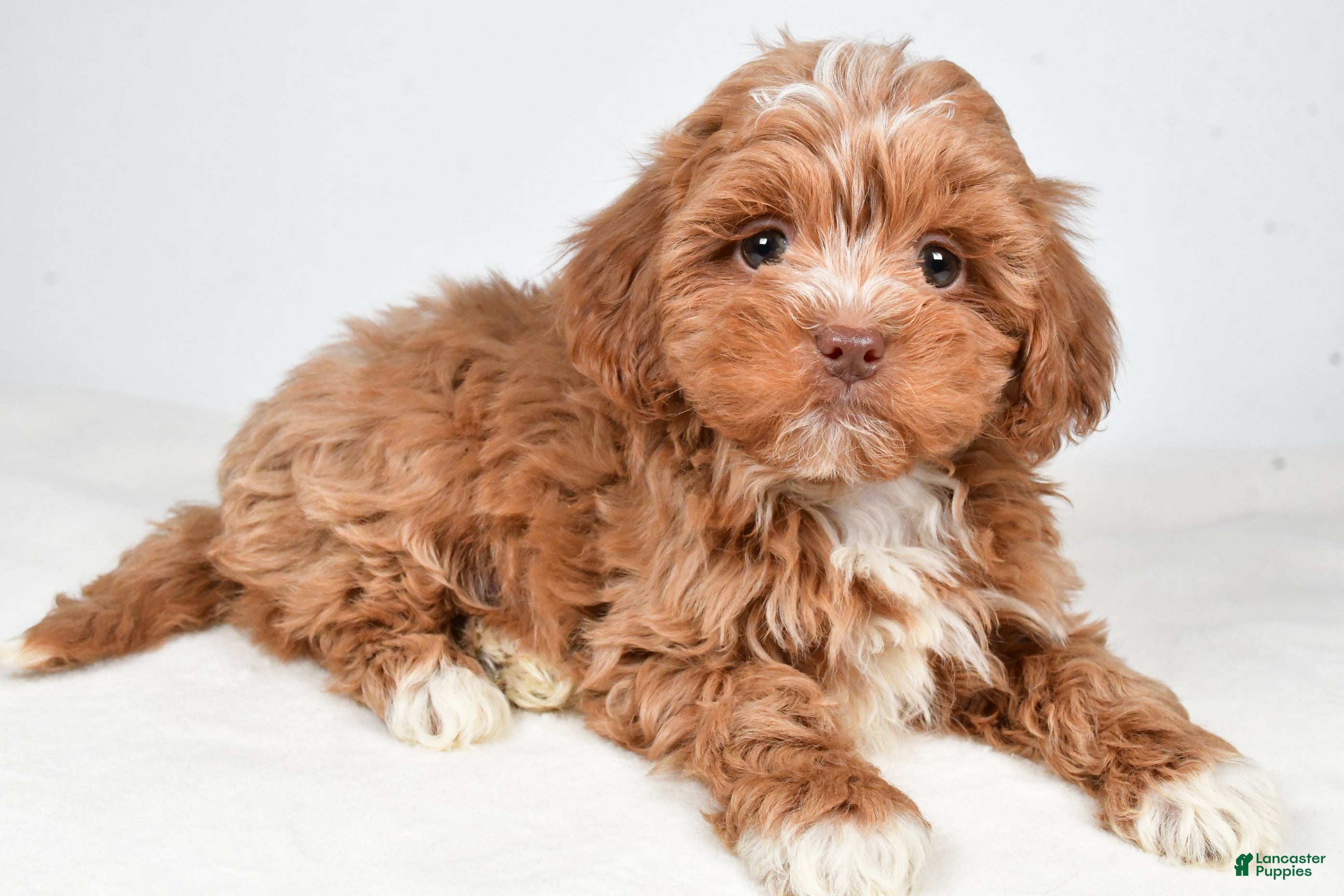 Shihpoo dogs Jackson - Ad 9