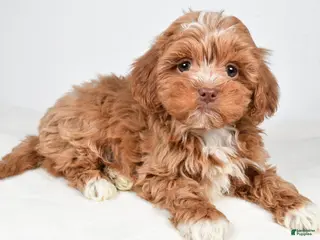 Shihpoo dogs Jackson - Ad 16