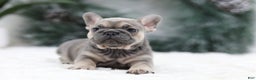 French Bulldog dogs for sale: Malory - Ad 4