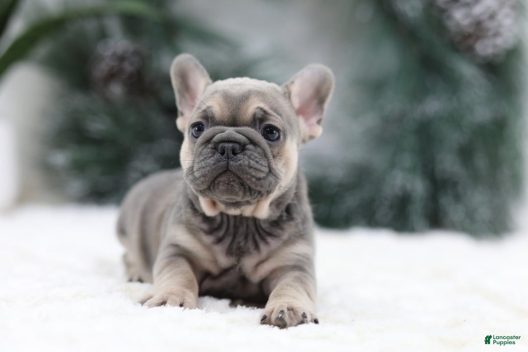 French Bulldog dogs for sale: Malory - Ad 4