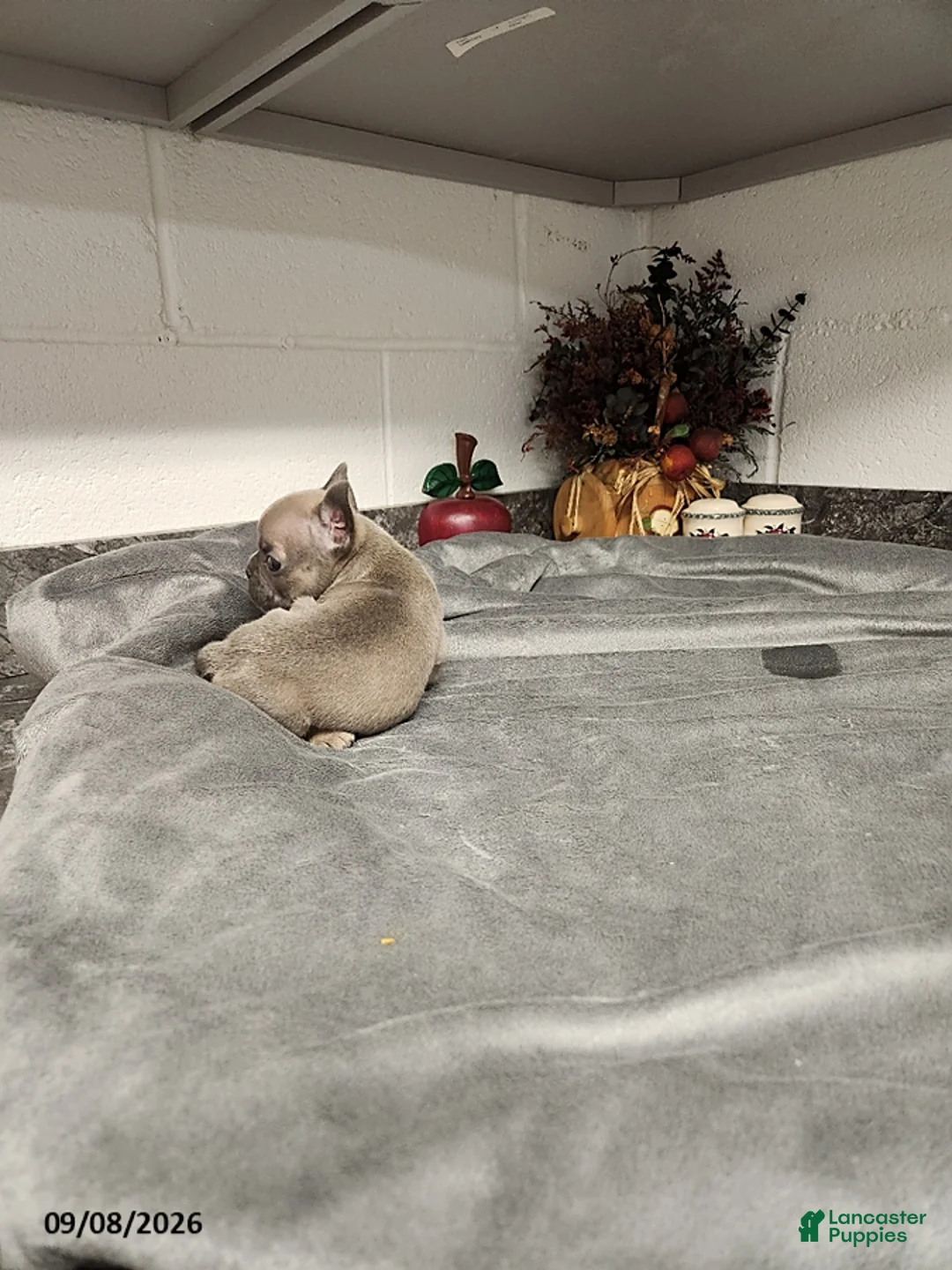 French Bulldog dogs for sale: Atlee - Ad 4