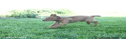Mini Hippo dogs for sale: Missie - Ad 3