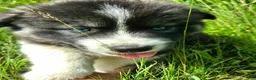 Mixed Breed dogs for sale: Happy - Ad 3