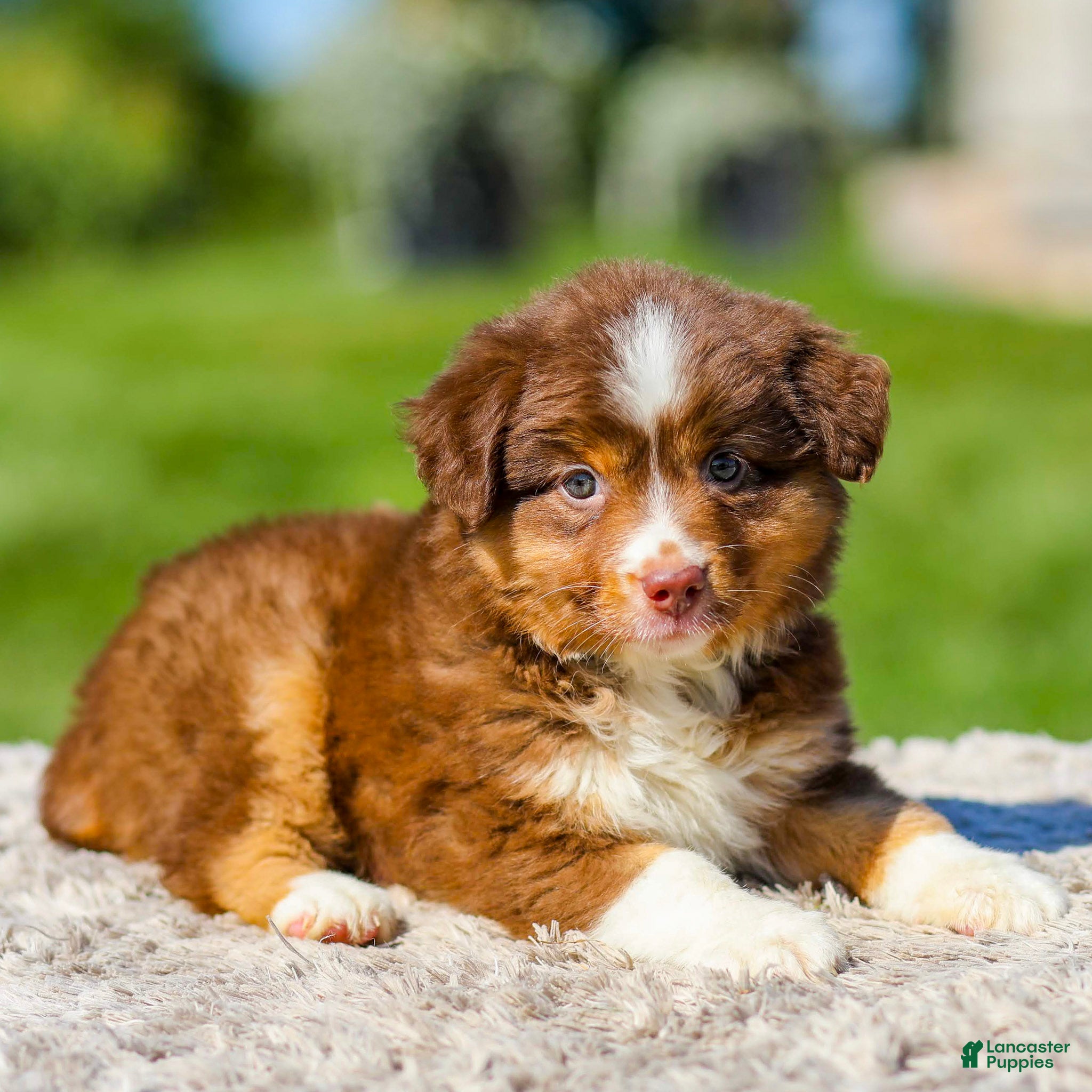 Miniature Australian Shepherd dogs for sale: Harper - Ad 3