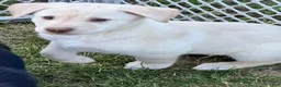 Mixed Breed dogs for sale: Egg - Ad 3