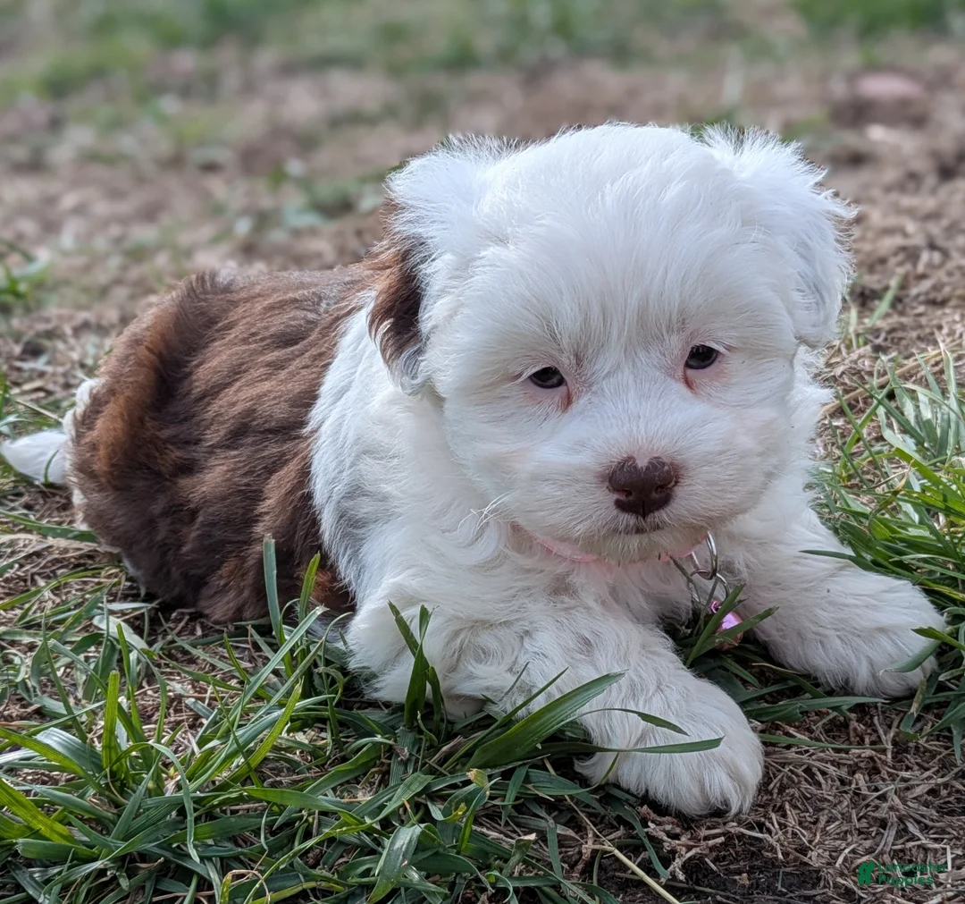 Aussiedoodle dogs for sale: Aussiedoodle Puppy 4 - Ad 1
