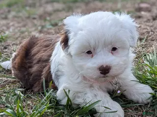 Aussiedoodle dogs Aussiedoodle Puppy 4 - Ad 7