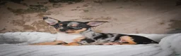 Chihuahua dogs for sale: Abby - Ad 13