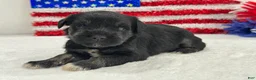 Miniature Schnauzer dogs for sale: Marsha Male 4 - Ad 1