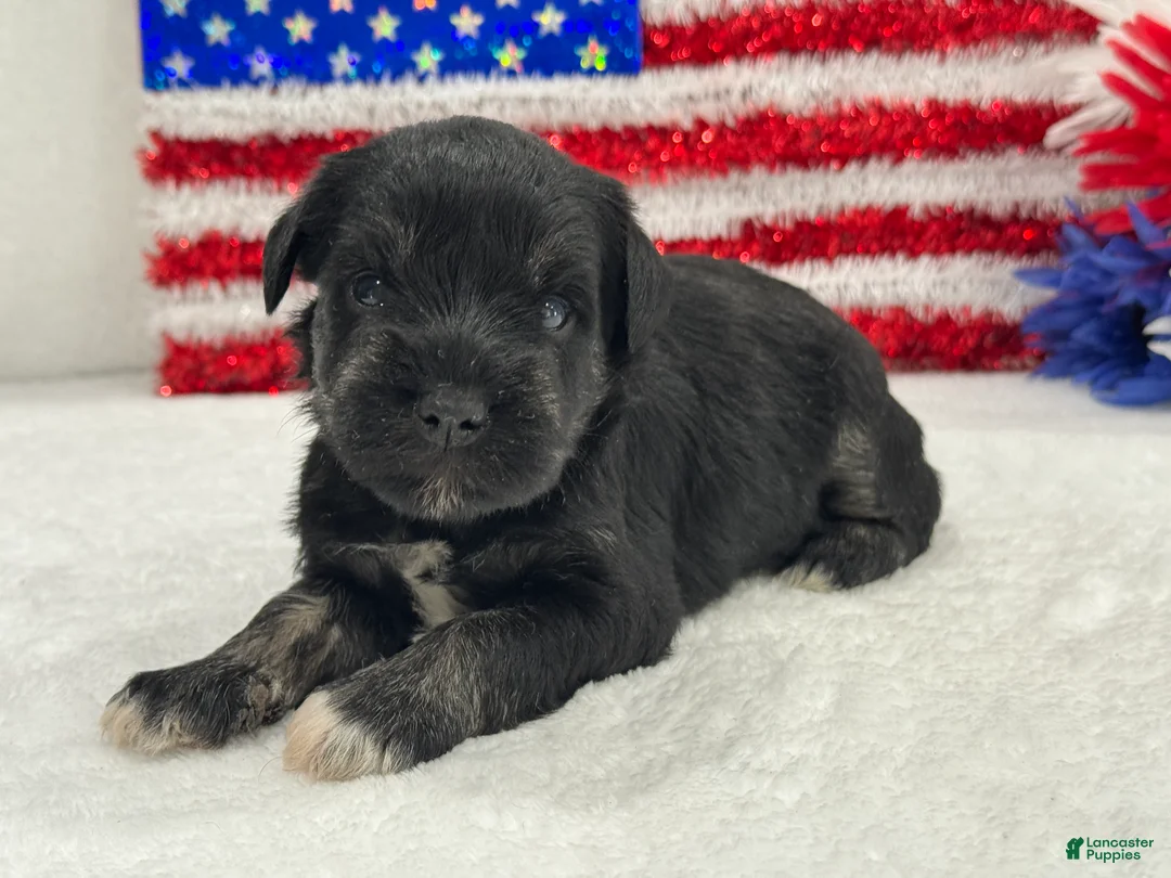 Miniature Schnauzer dogs for sale: Marsha Male 4 - Ad 1