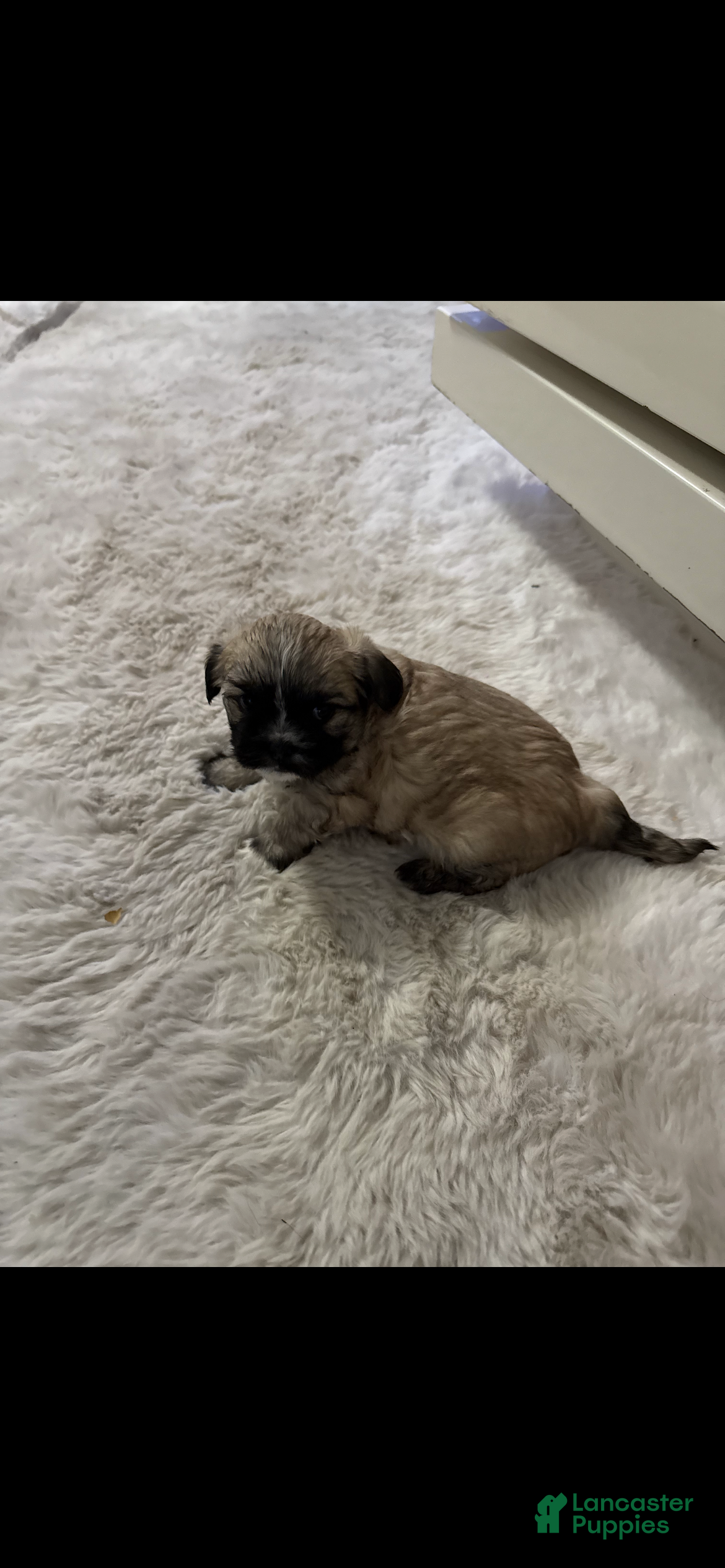 Shorkie dogs Shorkie Puppy 2 - Ad 3