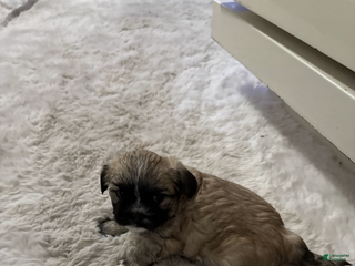 Shorkie dogs Shorkie Puppy 2 - Ad 35