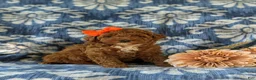 Miniature Poodle dogs for sale: Shelly - Ad 3