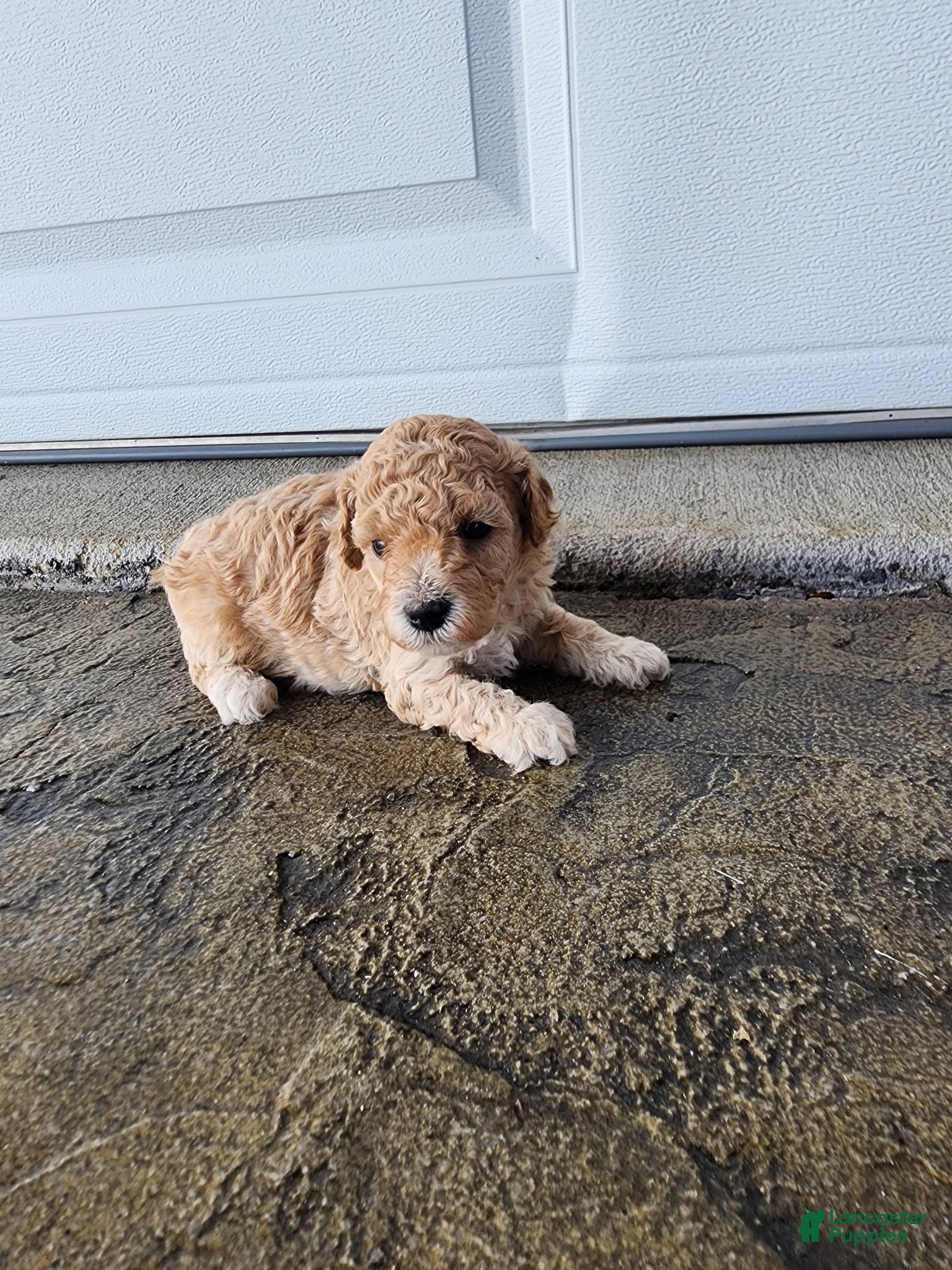 Toy Poodle dogs Toy Poodle 2 - Ad 2