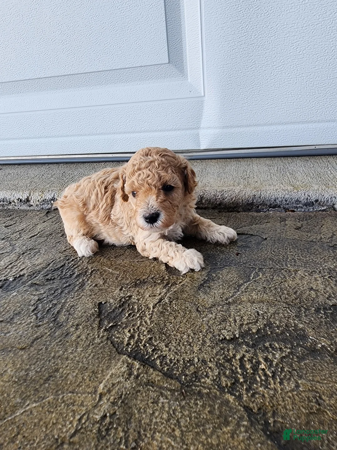 Toy Poodle dogs for sale: Toy Poodle 2 - Ad 2