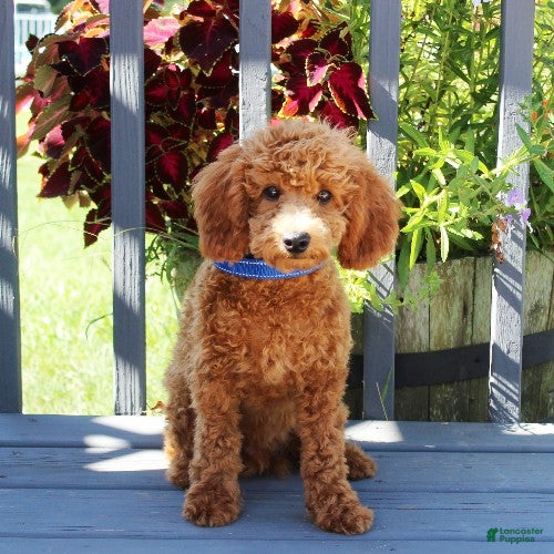 Toy Poodle dogs Muffin - Ad 2