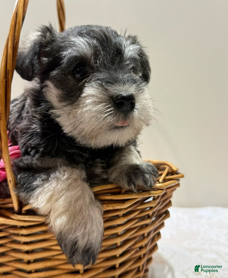 Miniature Schnauzer dogs Sheba Miniature Schnauzer  - Ad 1